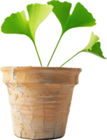 ai gegenereerd ginkgo biloba bladeren in terracotta pot met groen poeder PNG