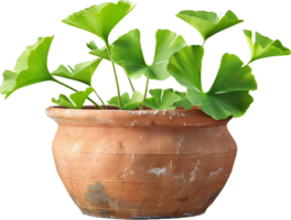 ai gegenereerd ginkgo biloba bladeren in terracotta pot met groen poeder PNG