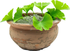 ai gegenereerd ginkgo biloba bladeren in terracotta pot met groen poeder PNG