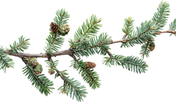 AI generated Evergreen Hemlock Sprig with Cones png