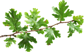 AI generated Green Oak Leaves on Branch png