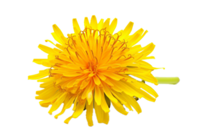 ai generado vibrante amarillo diente de león flor png