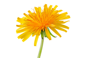 AI generated Vibrant Yellow Dandelion Flower png