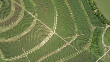 Top View Of Tea Plantation In Chiang Rai, Thailand video