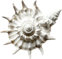 AI generated Vibrant Striped Seashell png
