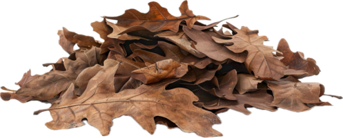 AI generated Autumn Dry Oak Leaves Pile png