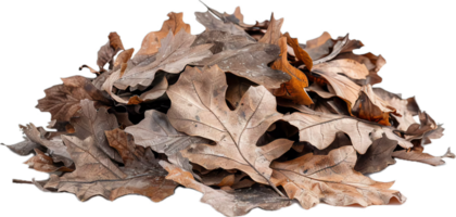 ai généré l'automne sec chêne feuilles pile png