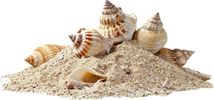 AI generated Assorted Seashells Collection png