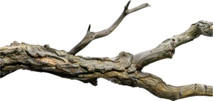 ai généré sec arbre branche png