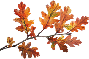 AI generated Autumn Oak Leaves Branch png