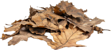 AI generated Autumn Dry Oak Leaves Pile png