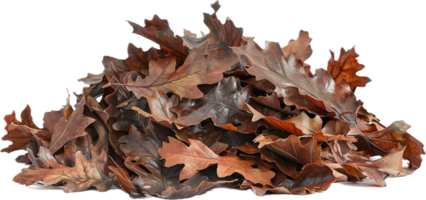 AI generated Autumn Dry Oak Leaves Pile png