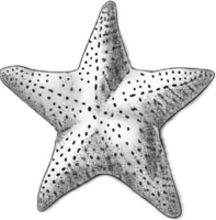 ai generado monocromo bosquejo de estrella de mar png