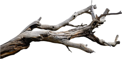 AI generated Dry Tree Branch png