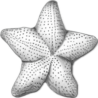 AI generated Monochrome Sketch of Starfish png