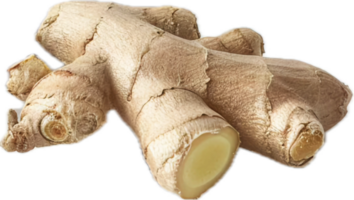 AI generated Fresh Ginger Root png