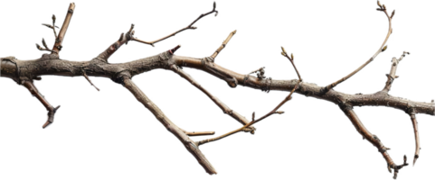 AI generated Tangled Dry Tree Branches png