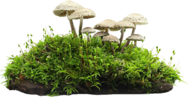 AI generated Vibrant Wild Mushrooms Growing in Moss png