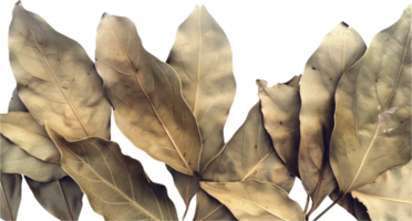 AI generated Dried Bay Leaves png