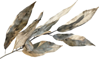 AI generated Dried Bay Leaves png