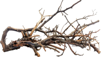 AI generated Tangled Dry Tree Branches png