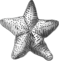 AI generated Monochrome Sketch of Starfish png