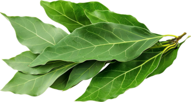 AI generated Fresh Green Bay Leaves png