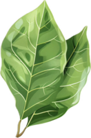 AI generated Fresh Green Bay Leaves png