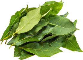 AI generated Fresh Green Bay Leaves png