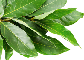 AI generated Fresh Green Bay Leaves png