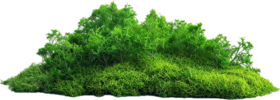 AI generated Moss-Covered Rocks and Vegetation png