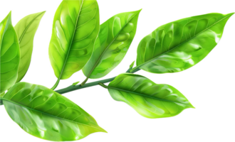 ai généré Frais vert baie feuilles png