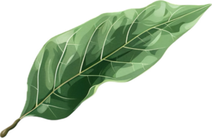 AI generated Fresh Green Bay Leaves png