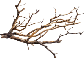 AI generated Tangled Dry Tree Branches png