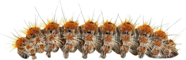 AI generated Orange Caterpillar png