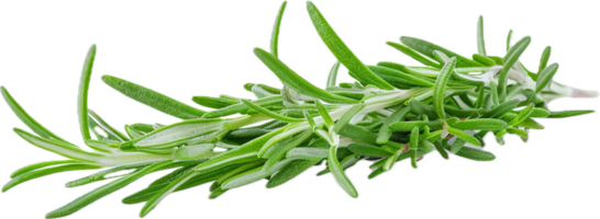 AI generated Fresh Rosemary Sprigs png