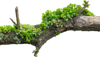 ai generiert Bonsai Baum mit üppig Grün Moos png