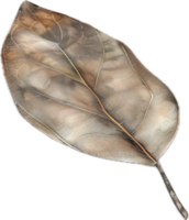 AI generated Dried Bay Leaves png