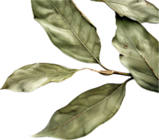 AI generated Dried Bay Leaves png