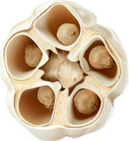 AI generated Lotus Seed Pod png