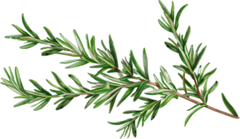 AI generated Fresh Rosemary Herb png