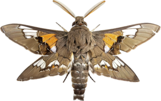 AI generated Vibrant Moth with Open Wings png