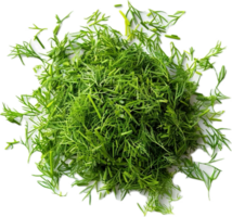 AI generated Fresh Dill Herb png