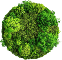 AI generated Lush Green Moss with Clover Leaves png