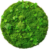 AI generated Lush Green Moss with Clover Leaves png