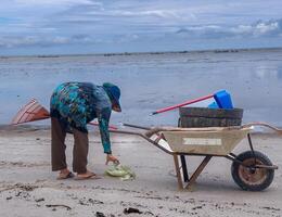 someone who is carrying out rubbish cleaning activities around the beach, green earth, coastal cleanup day photo