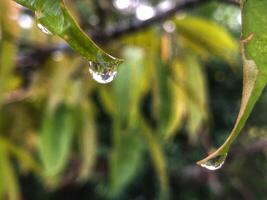 gotas de agua en una hoja foto