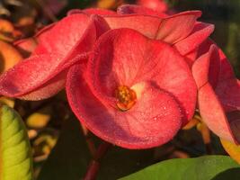 Crown of Thorns, close up flowers wildflowers photo