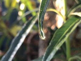 gotas de agua en una hoja foto