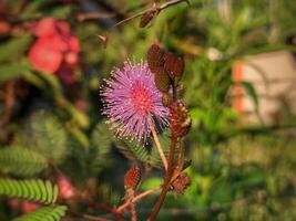 Mimosa flower, wild flower photo